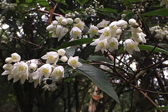 其他縣市樹種圖4