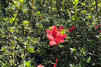 其他縣市樹種圖1