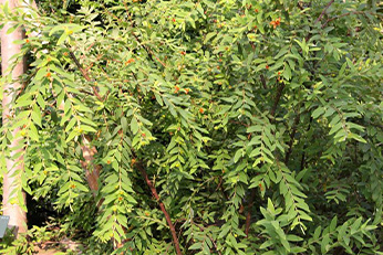 其他縣市樹種圖2